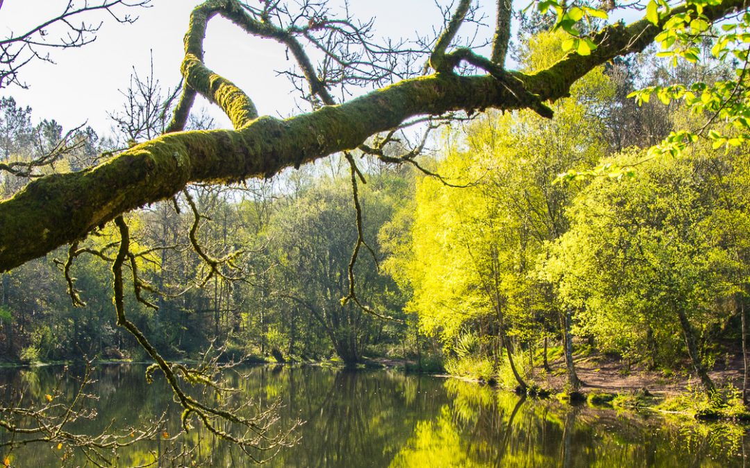 Sorties dans la forêt de Brocéliande