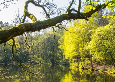 Sorties dans la forêt de Brocéliande