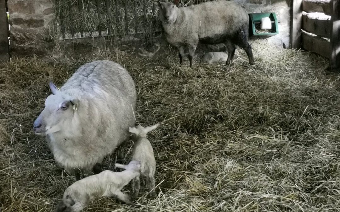 La naissance des premiers agneaux
