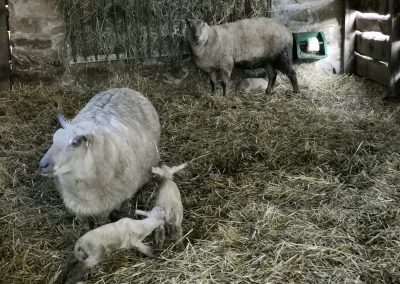 La naissance des premiers agneaux
