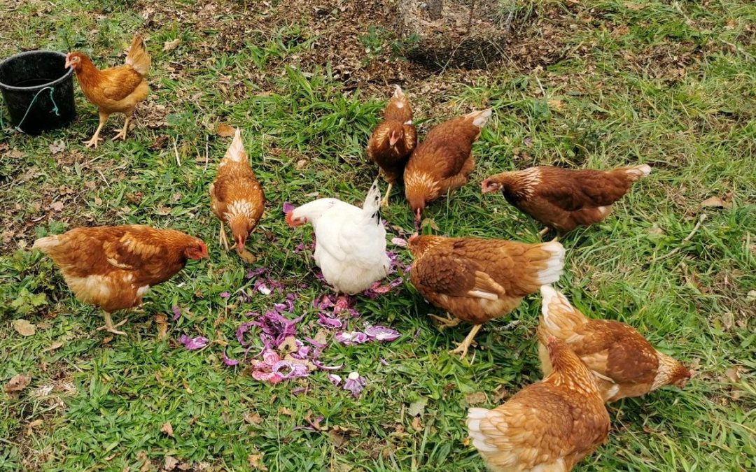 Dix poules sont accueillies au Letty