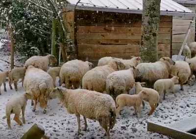 La neige s’invite dans le pays d’Auray